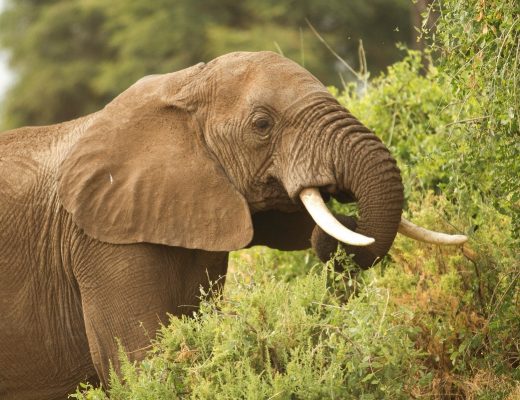 a large male elephant eating from a bush