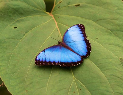 a striking blue morpho butterfly sits on a leaf in costa rica
