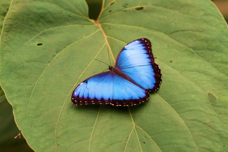 a striking blue morpho butterfly sits on a leaf in costa rica