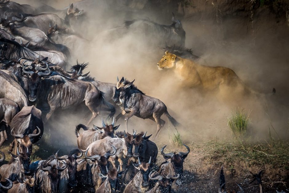 Beauty and the Wildebeest