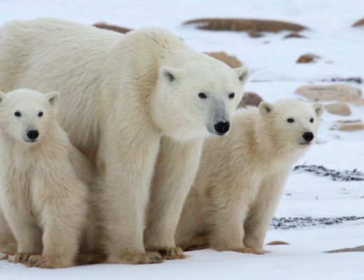 a mother and two young polar bears rest for a moment in the snow of churchill