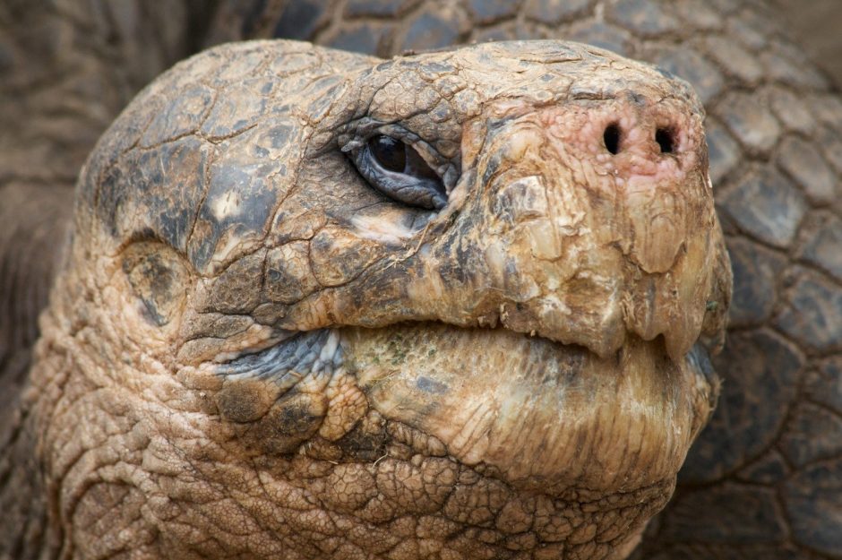 a close up photo of a giant tortoise in the galapagos islands with incredible texture