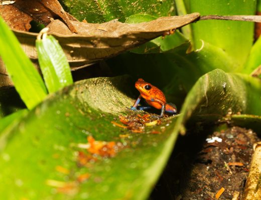 a small poison arrow frog sitting on a bromeliad in costa rica