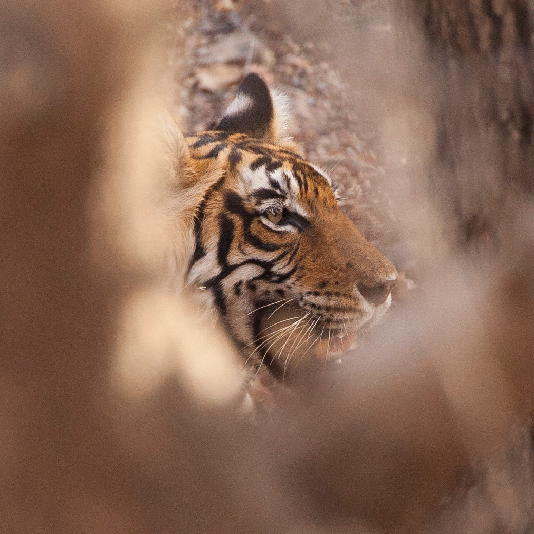 a large tiger photographed through space in a tree with blurred foreground