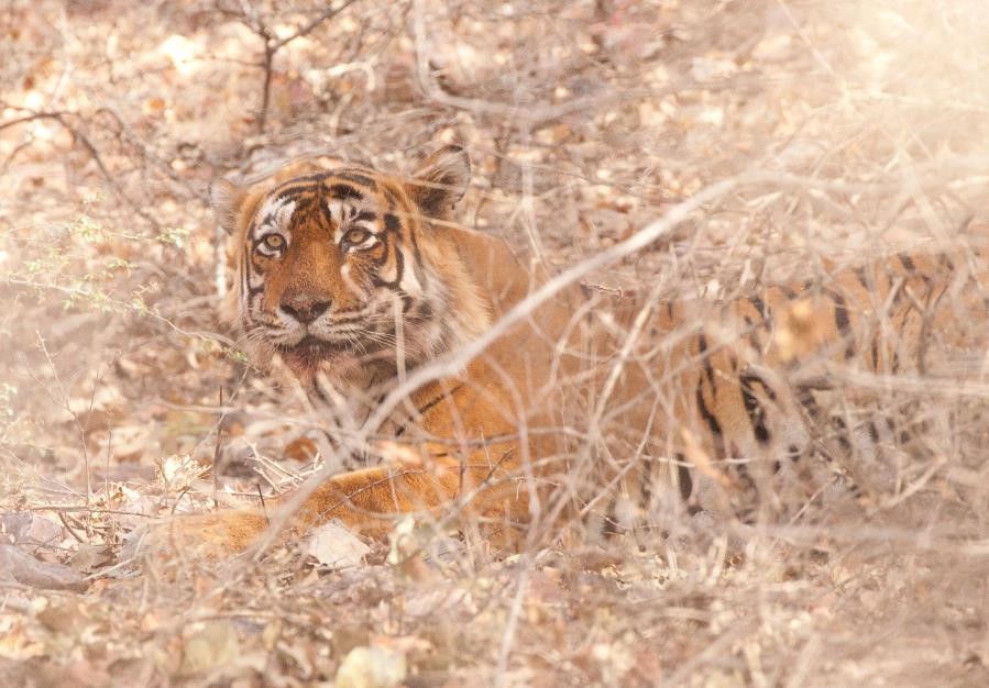 a large adult tiger photographed in the brush of Ranthambore in India