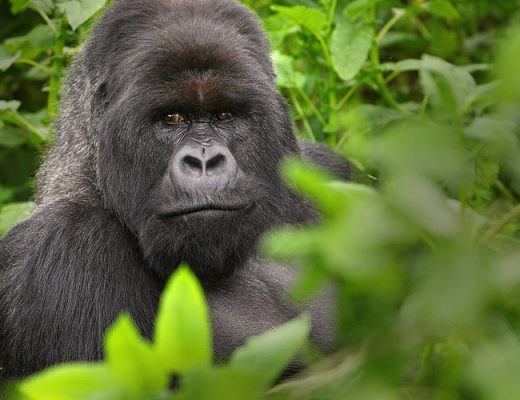 a large male silverback gorilla sits in the bushes of virunga national park