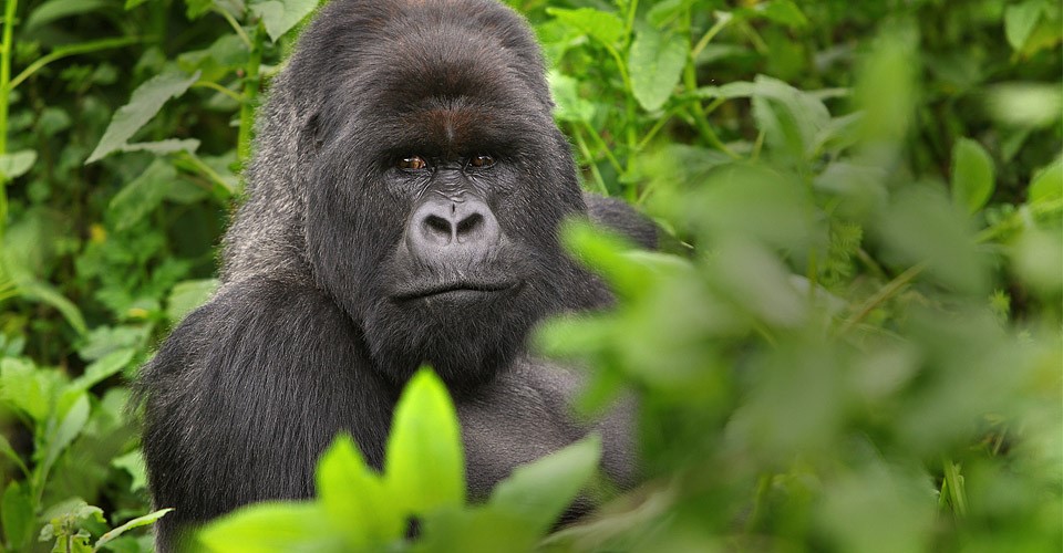 best lens gorilla safari