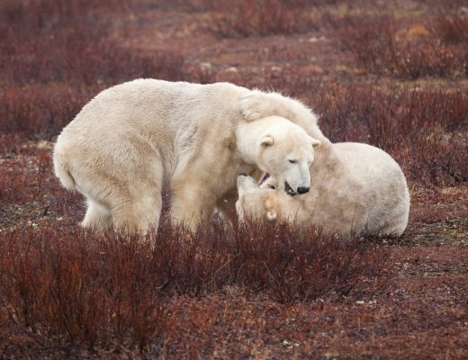 two polar bears play fight in the red willows on the tundra of Churchill, Canada