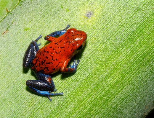 a beautiful poison arrow frog on a leaf in the jungles of costa rica