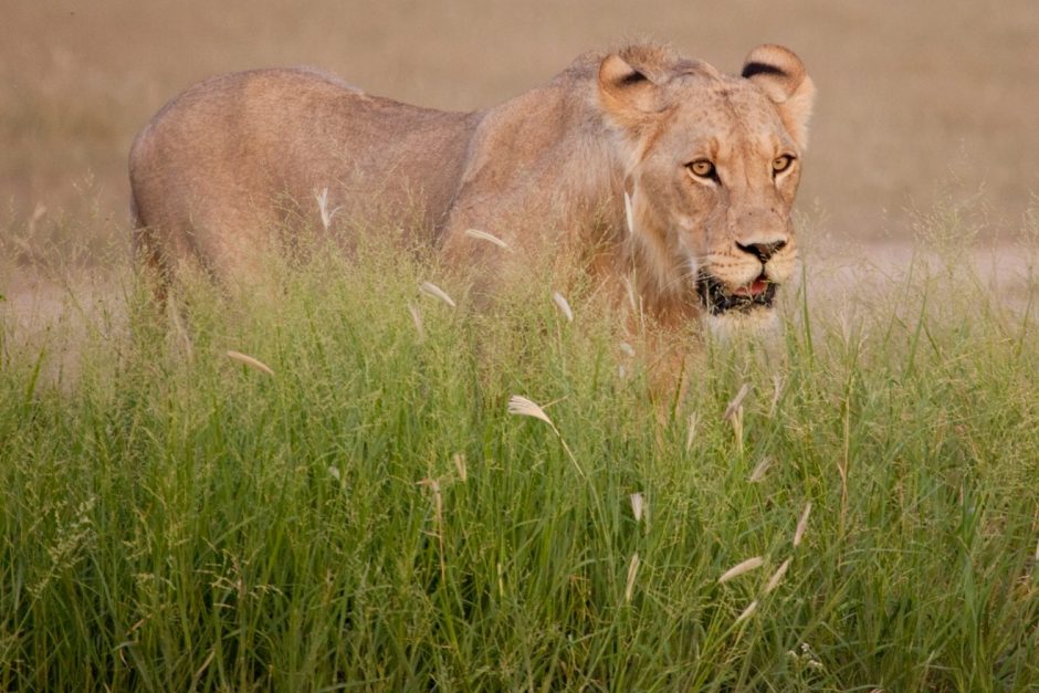an adult lioness beautifully posed above green grass in the kalahari desert of Botswana