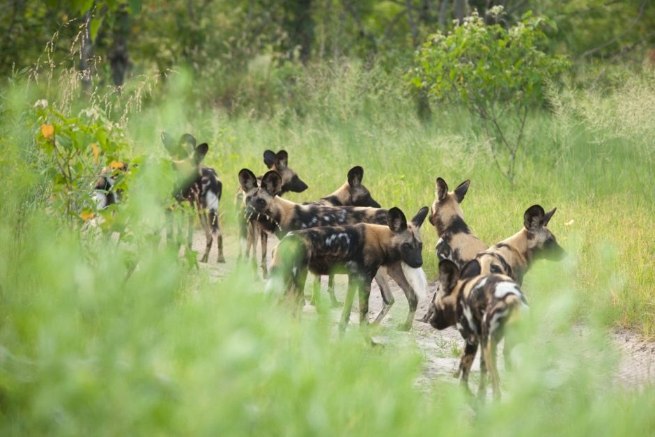 Three Photo Tips For Green Season African Photo Safaris