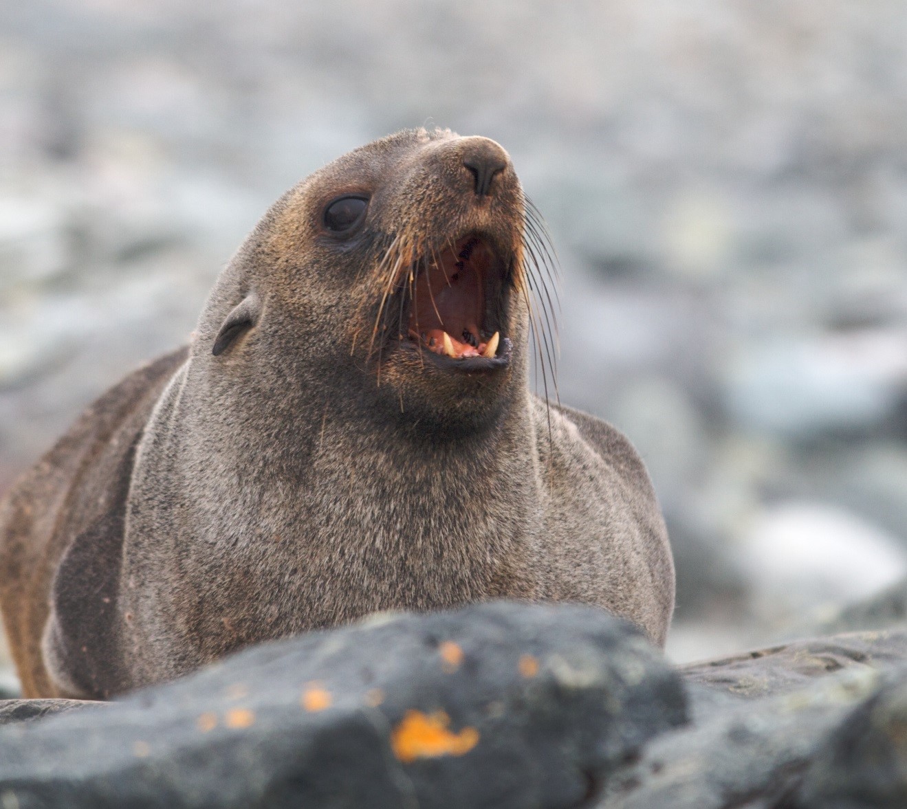 a fur seal in antarctica barks at people as they pass