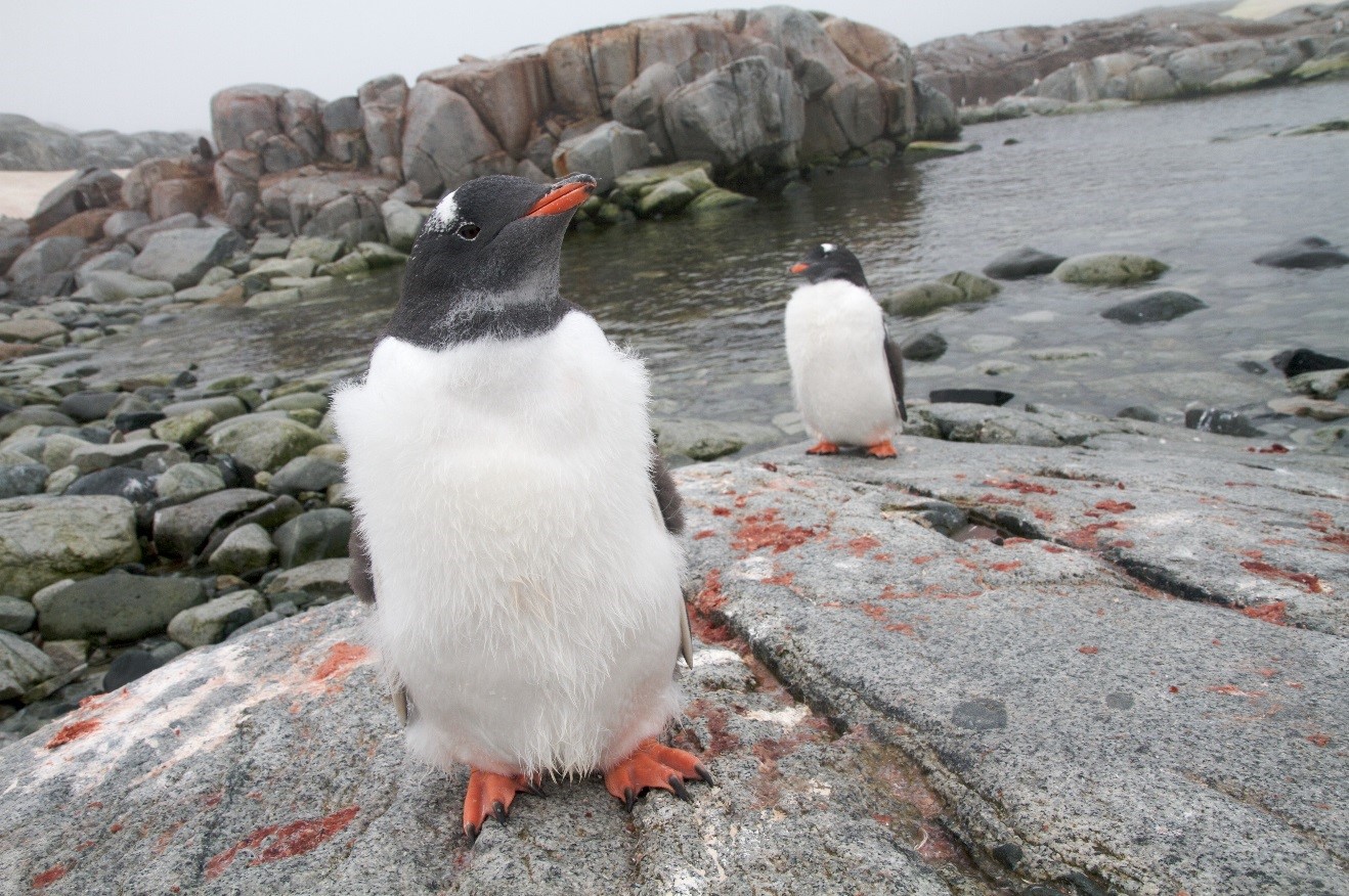 a gentoo penguin comes close to see what the camera looks like