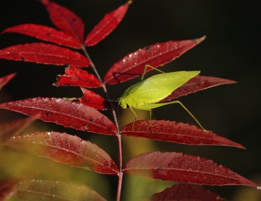 a beautiful green katydid perching on a red leaf to symbolize teh change in seasons