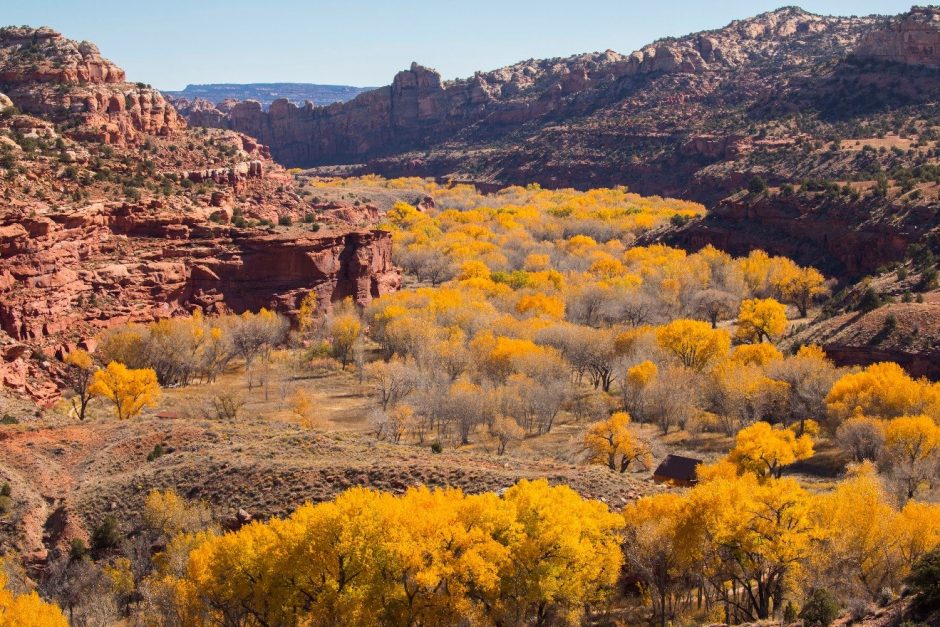 a sweeping view of yellow cottonwood trees along the escalante river in Utah from Kiva Koffee