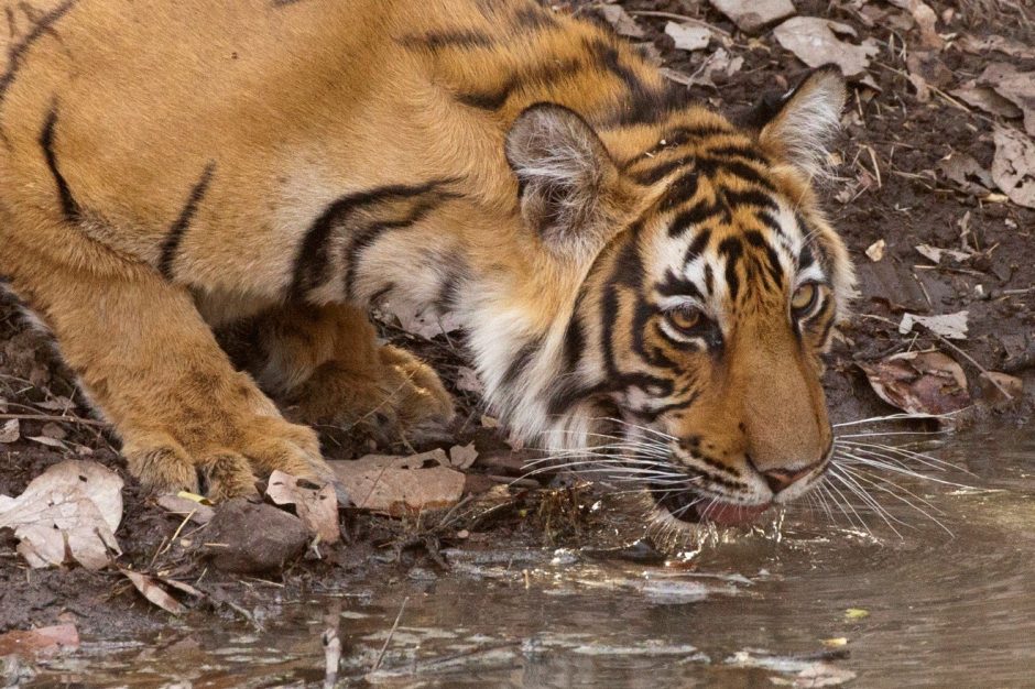 a young adult tiger sipping water at a watering hole in ranthambore national park, India