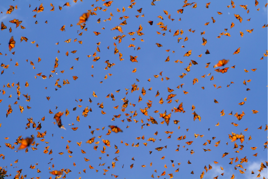 monarch butterflies amassed in the air all flying at once against blue sky background