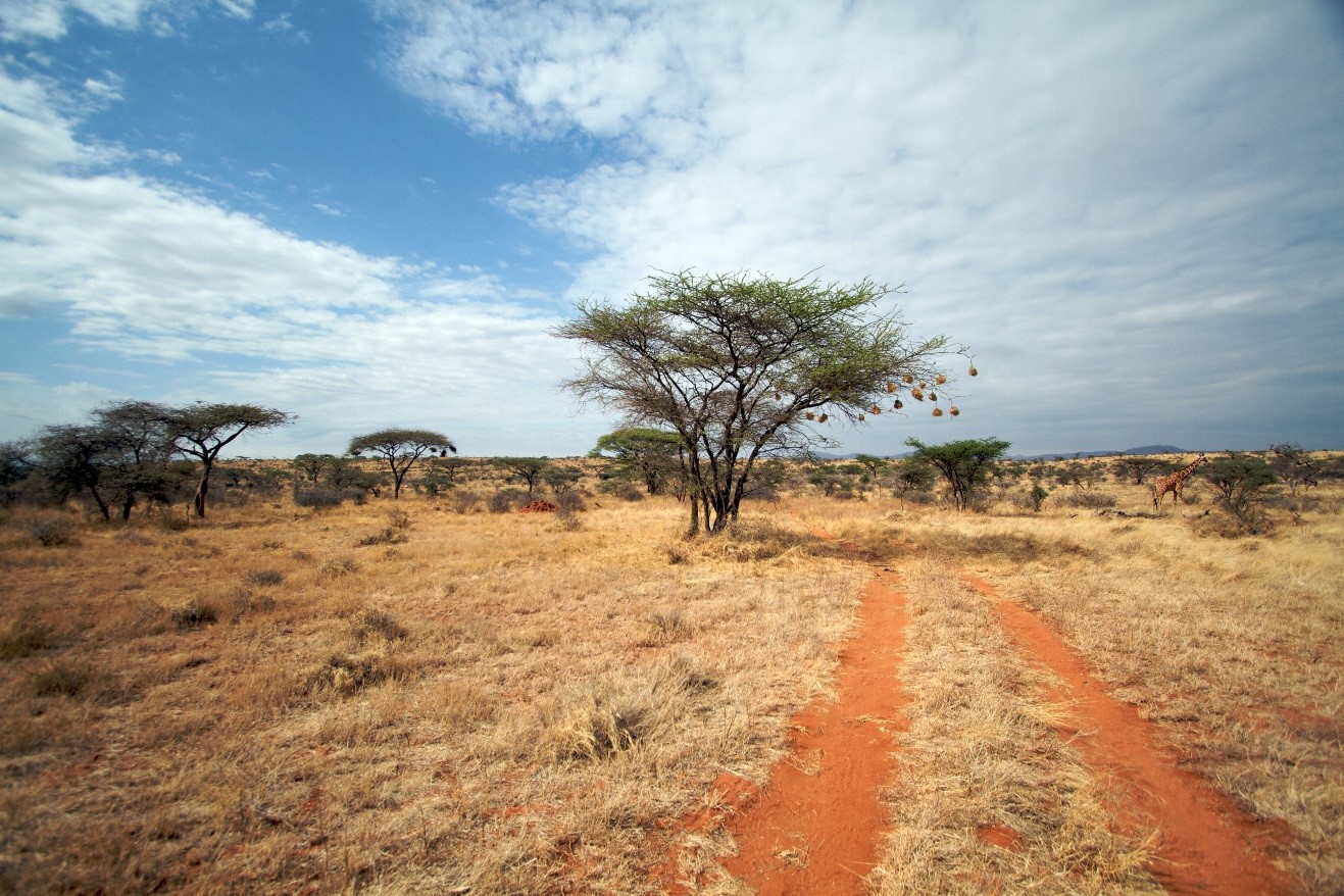 a photo of orange soil where safari vehicles drive in Kenya