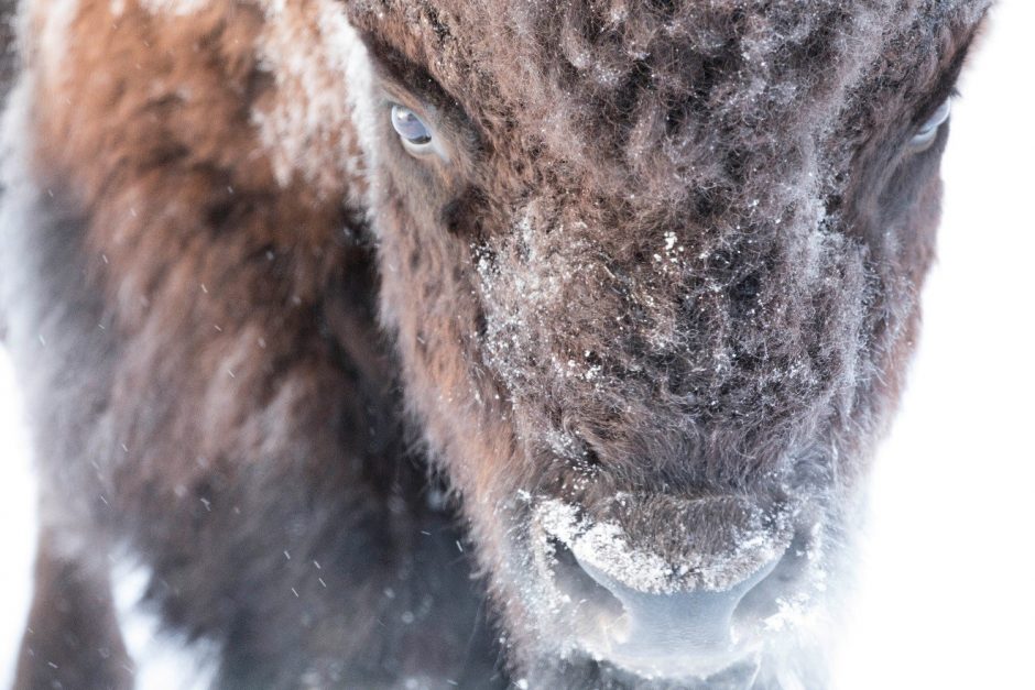 a close up photo of a bison's face while snow is falling, with snow on the face
