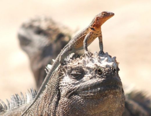 a small lava lizard perches on top of the head of a marine iguana in the galapagos islands