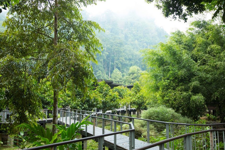 a captivating image of borneo rainforest lodge in danum valley