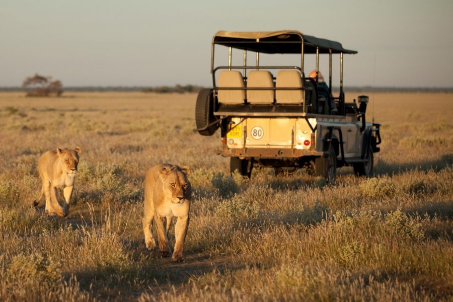 female lions prowl around a safari vehicle in Botswana