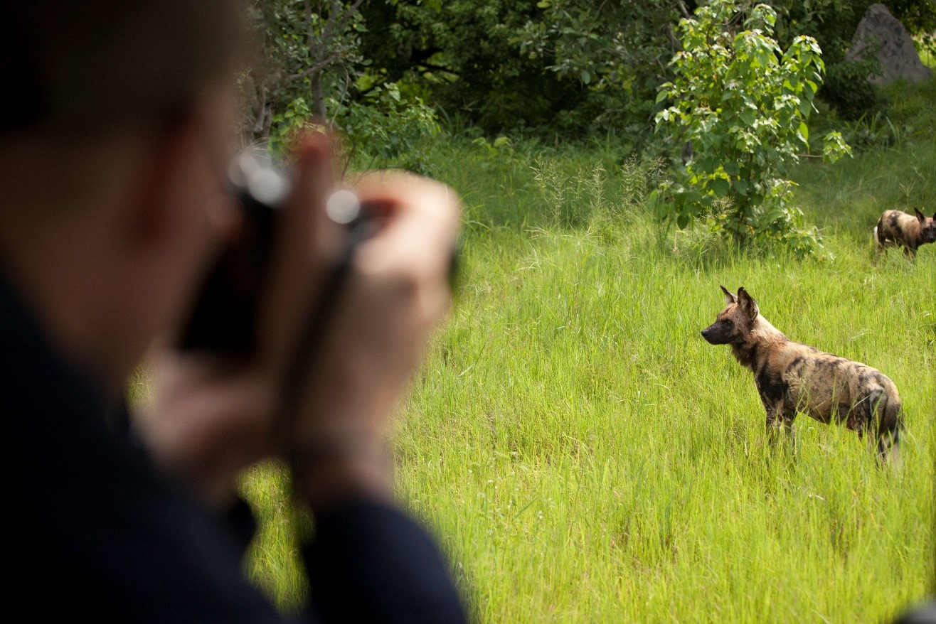 a photographer gets a close look at wild dogs in botswana