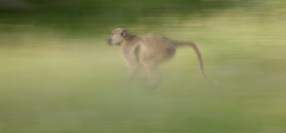 a slow shutter photo of a baboon running through the grasses of the masai mara