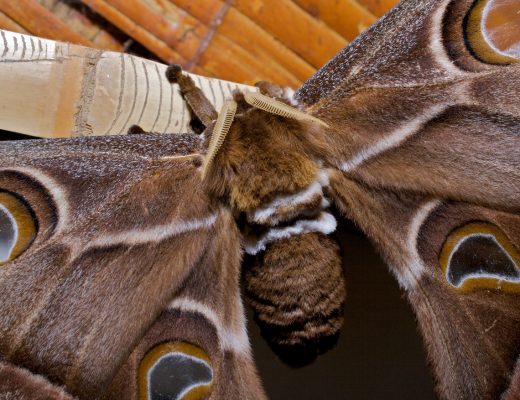 a large hairy atlas moth with picture windows in its wings rests in a lodge in Papua new guinea
