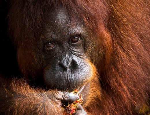 a female orangutan feeds on fruit in Kuching, Borneo