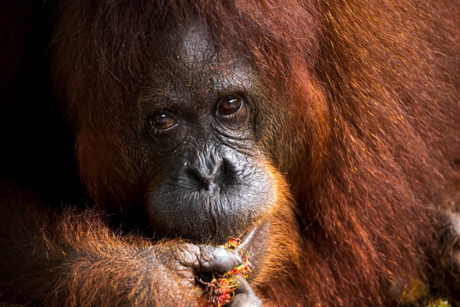 a female orangutan feeds on fruit in Kuching, Borneo