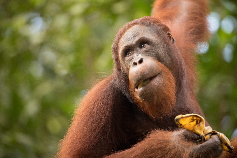 a male orangutan looks skyward while eating at Semenngoh Center in Borneo