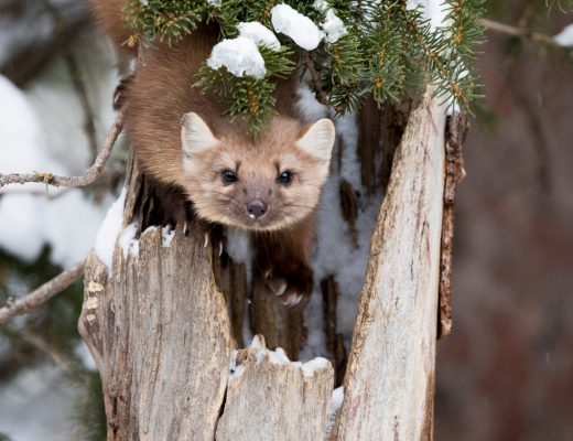 a curious pine martin looks briefly at the photographer in the forest outside of cooke city
