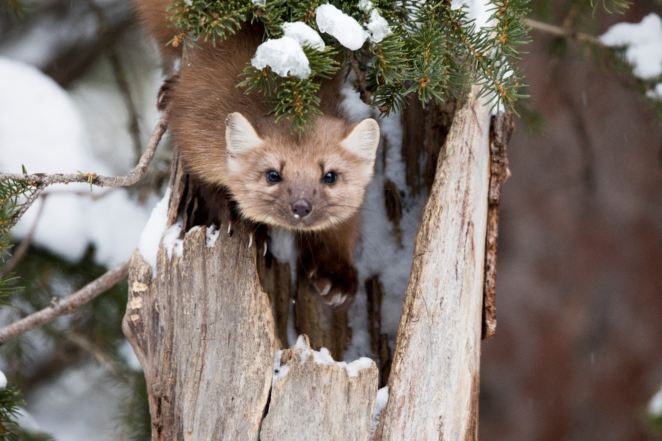 a curious pine martin looks briefly at the photographer in the forest outside of cooke city