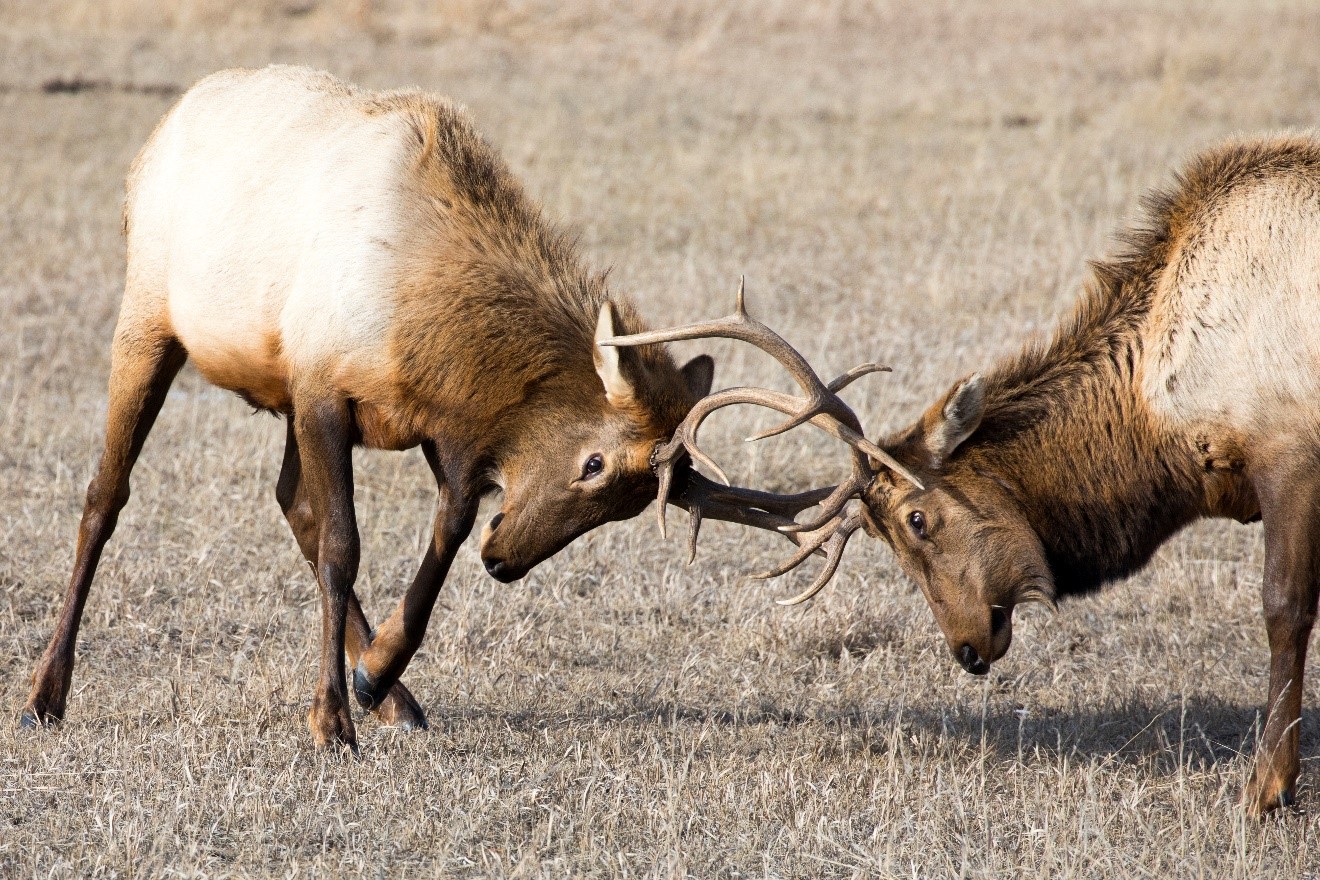 two bull elks lock antlers in the national elk refuge outside of Jackson WY
