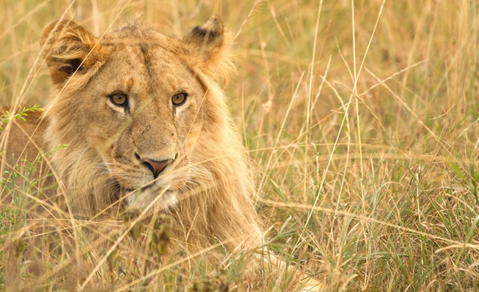 a young male lion rests in the tall grasses of the savanna in east africa