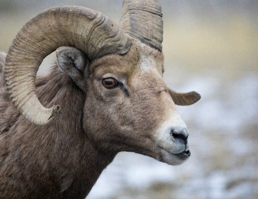 a ram big horn in yellowstone national park provides a great profile photo