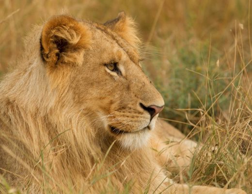 a young male lion rests in the masai mara of africa