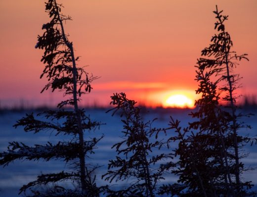 a sun sets behind the horizon in the arctic while spruce trees catch the last glimpse of light