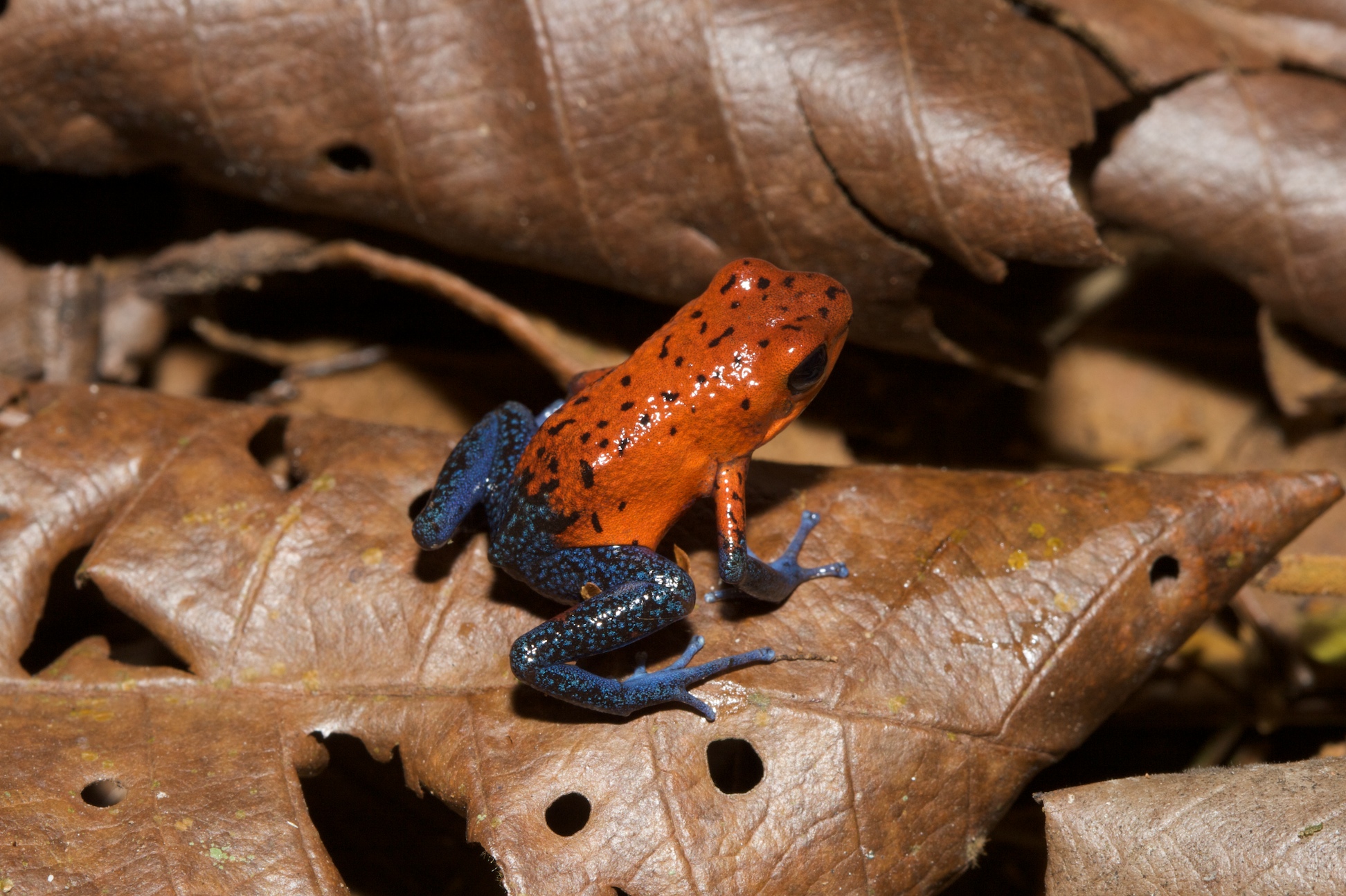 a colorful poison arrow frog rests on a leaf in Costa Rica