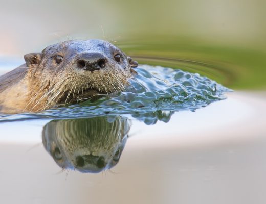 a river otter reflection is cast into the water