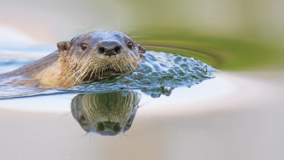 a river otter reflection is cast into the water