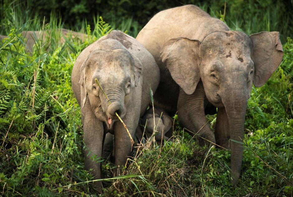 two elephants are riverside in kinabatangan, borneo