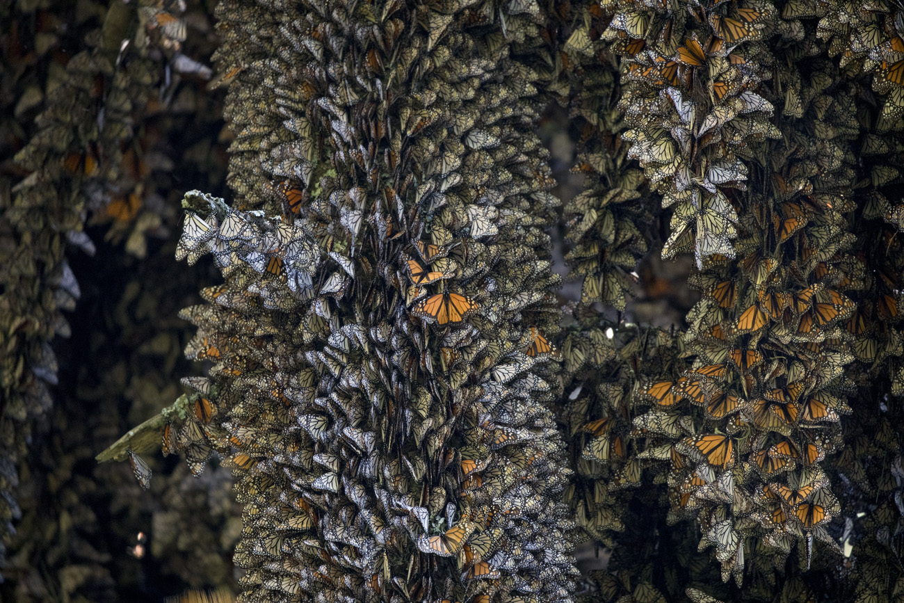 the monarch migration is in full swing with a photo of thousands of monarchs on a single tree