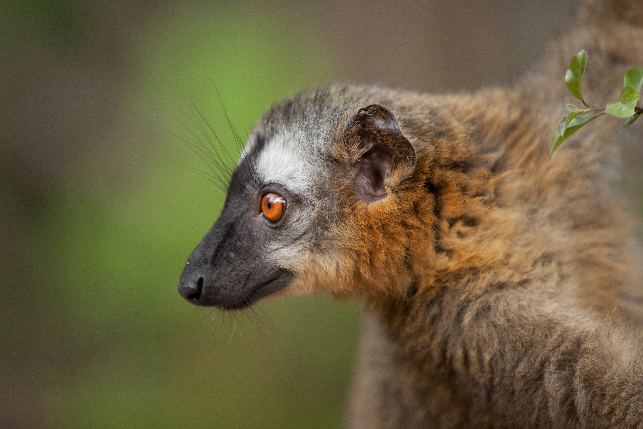 a common brown lemur profile