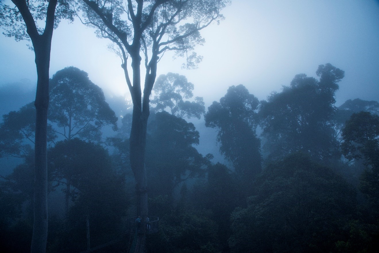 a cool blue dawn emerges in the borneo rain forest