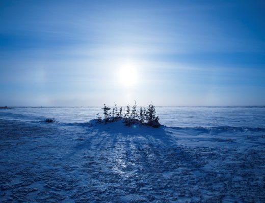 the unique an inhospitable tundra gives rise to a small stand of spruce trees