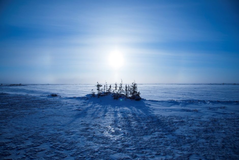 the unique an inhospitable tundra gives rise to a small stand of spruce trees