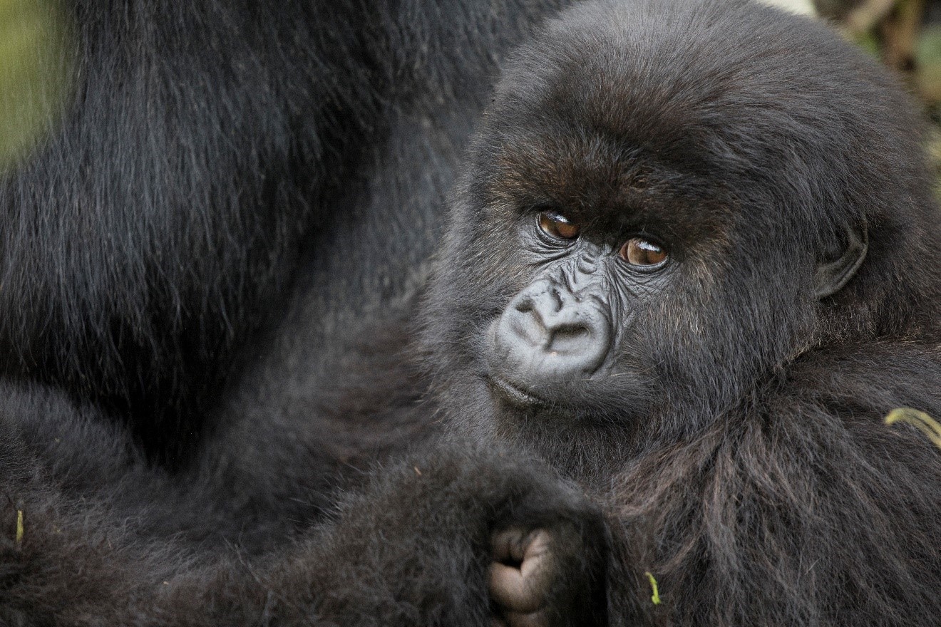 a young mountain gorilla looks at the camera