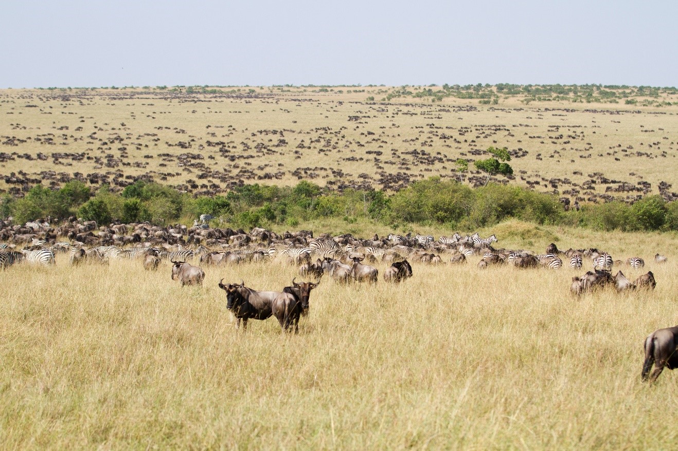 the wildebeest migration in kenya